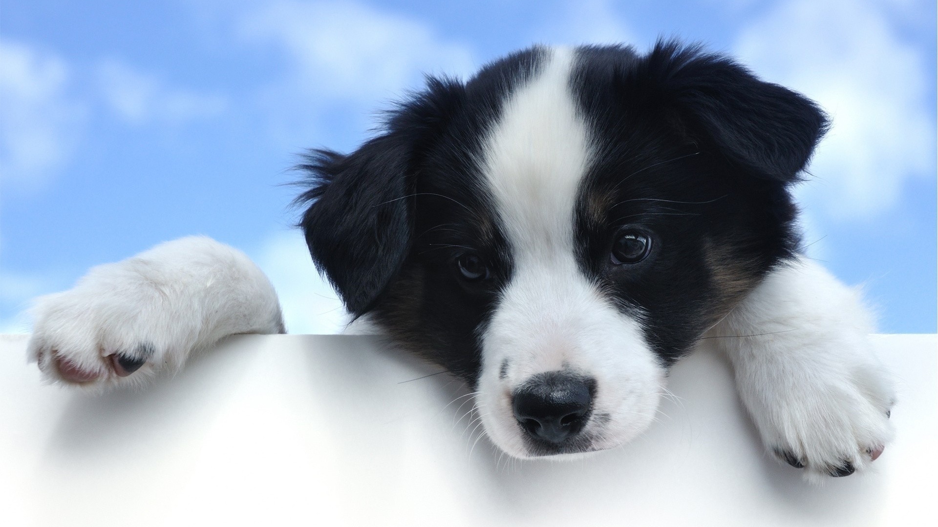 Black White Puppies Dog Wallpaper HD High Resolution