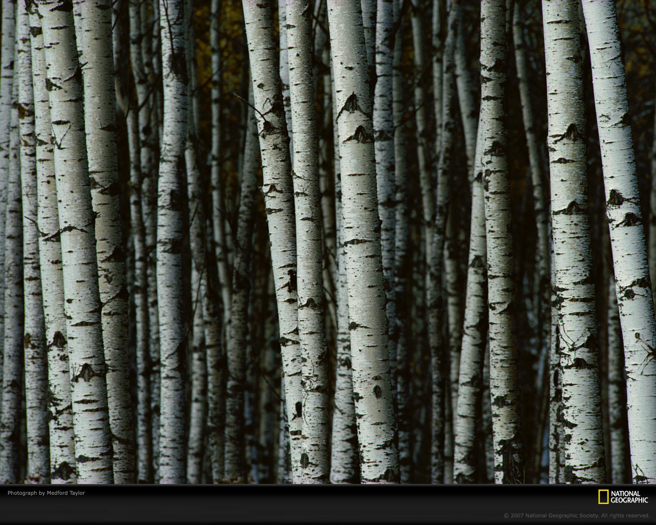 White Birch Trees Picture Desktop Wallpaper