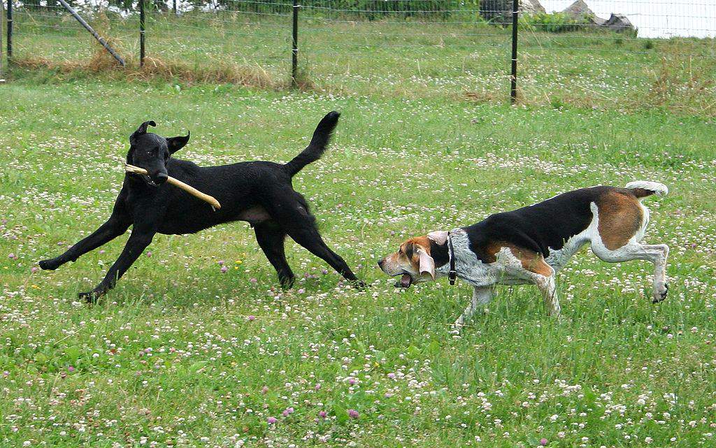 American Foxhound And Labrador Playing Together Puppies Wallpaper