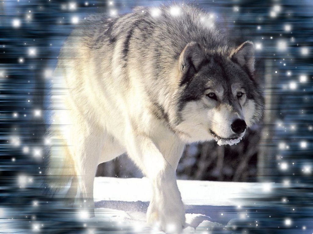 Awesome Wolf Wallpaper HD Image Pictures Becuo