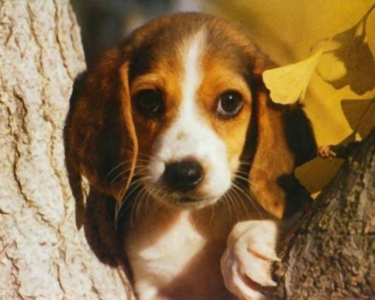 HD S Beagle Beautiful