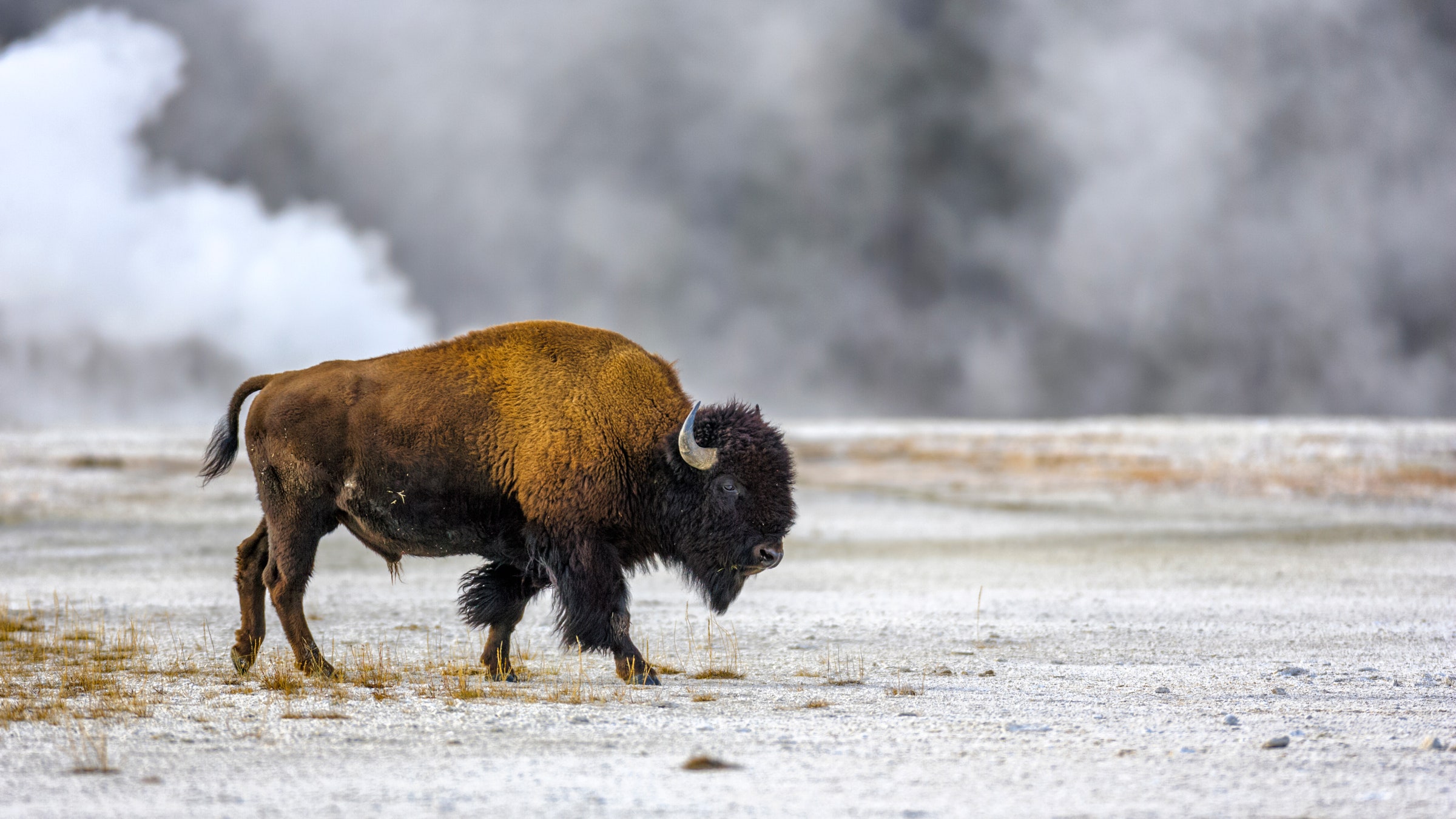 When The Bison E Back Will Ecosystem Follow Wired