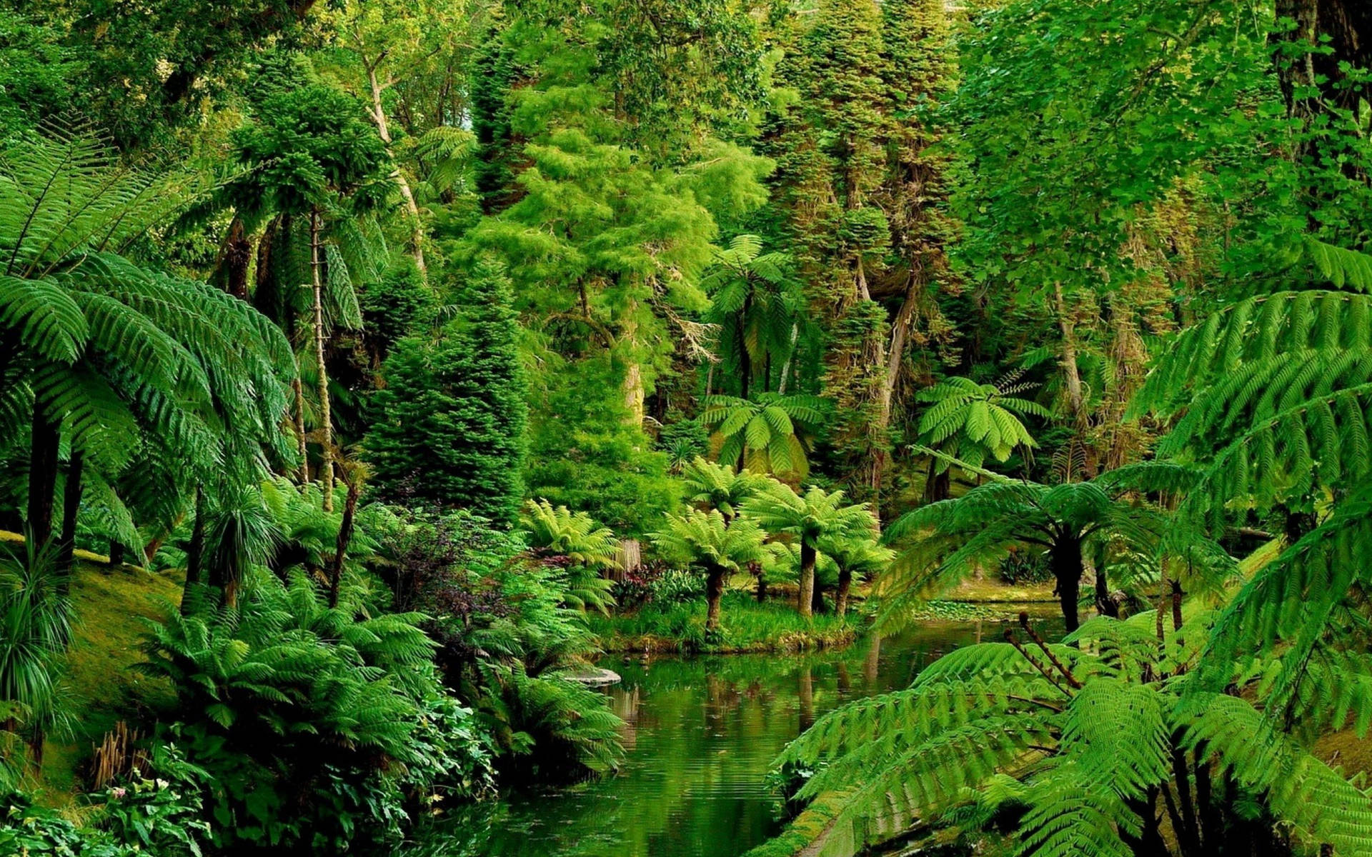 Top More Than Jungle 4k Wallpaper Vova Edu Vn
