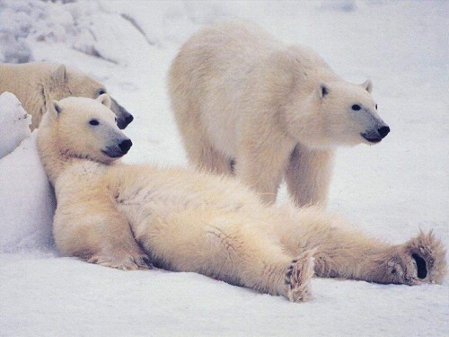 Screensaver Screensavers Chill Polar Bears