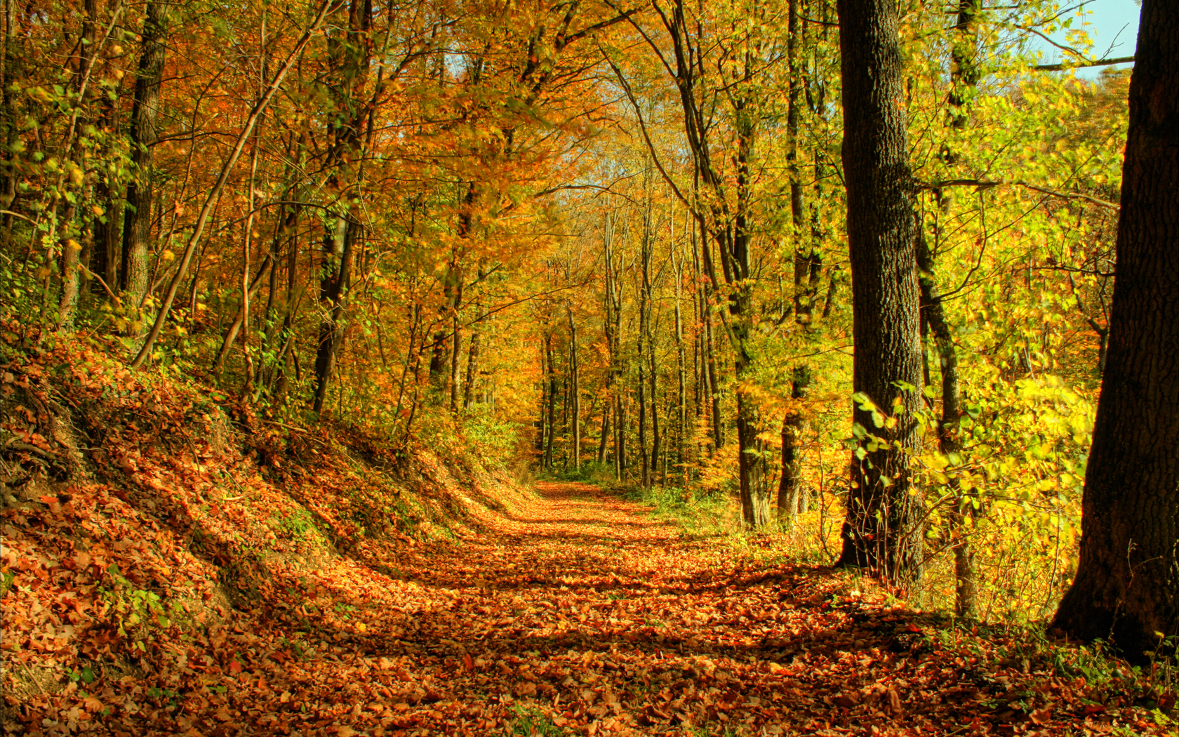 Wallpaper Autumn Forest Road 3d For Desktop Pictures
