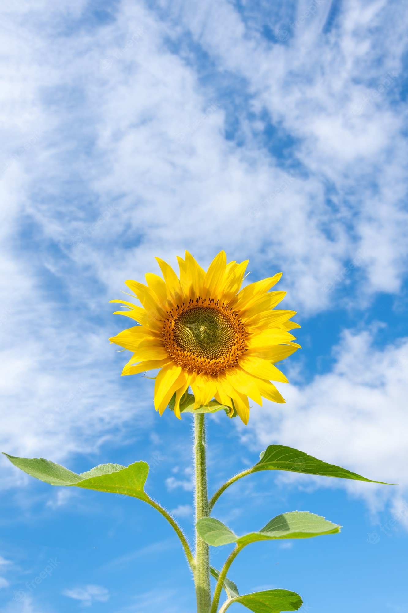 Premium Photo Close Up Of A Blooming Yellow Sunflower Against