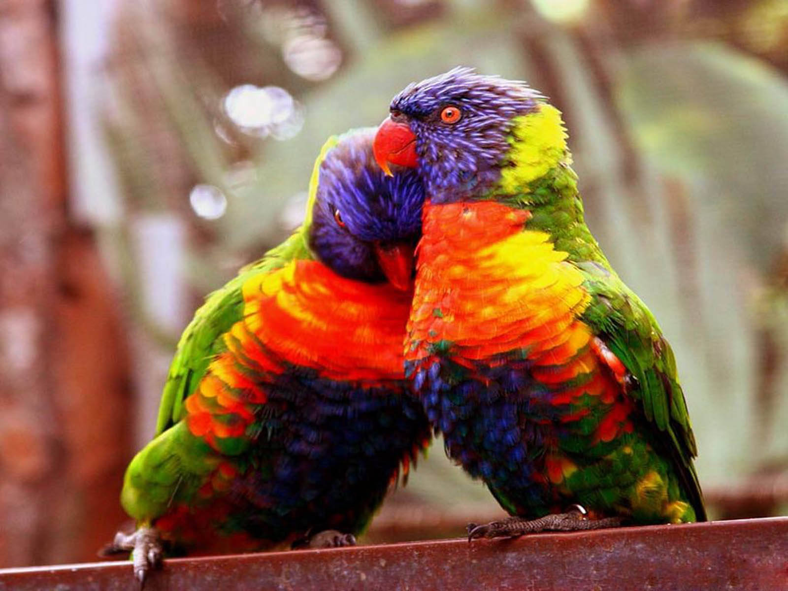 HD Birds Wallpaper