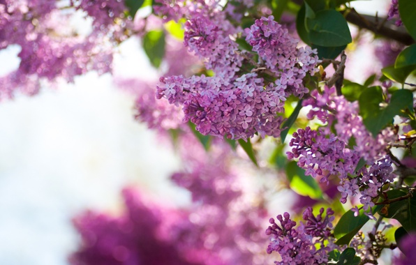 Wallpaper spring lilac bushes flowers sky wallpapers nature