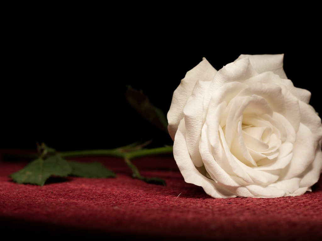 White Rose Wallpaper HD Pictures For Desktop Flowers