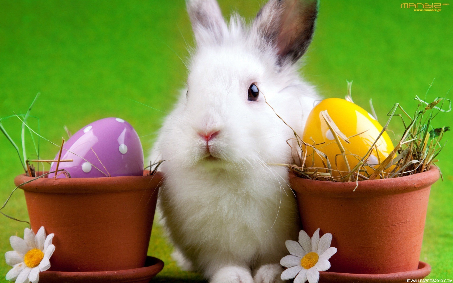 Easter Bunny Wallpaper Desktop HD