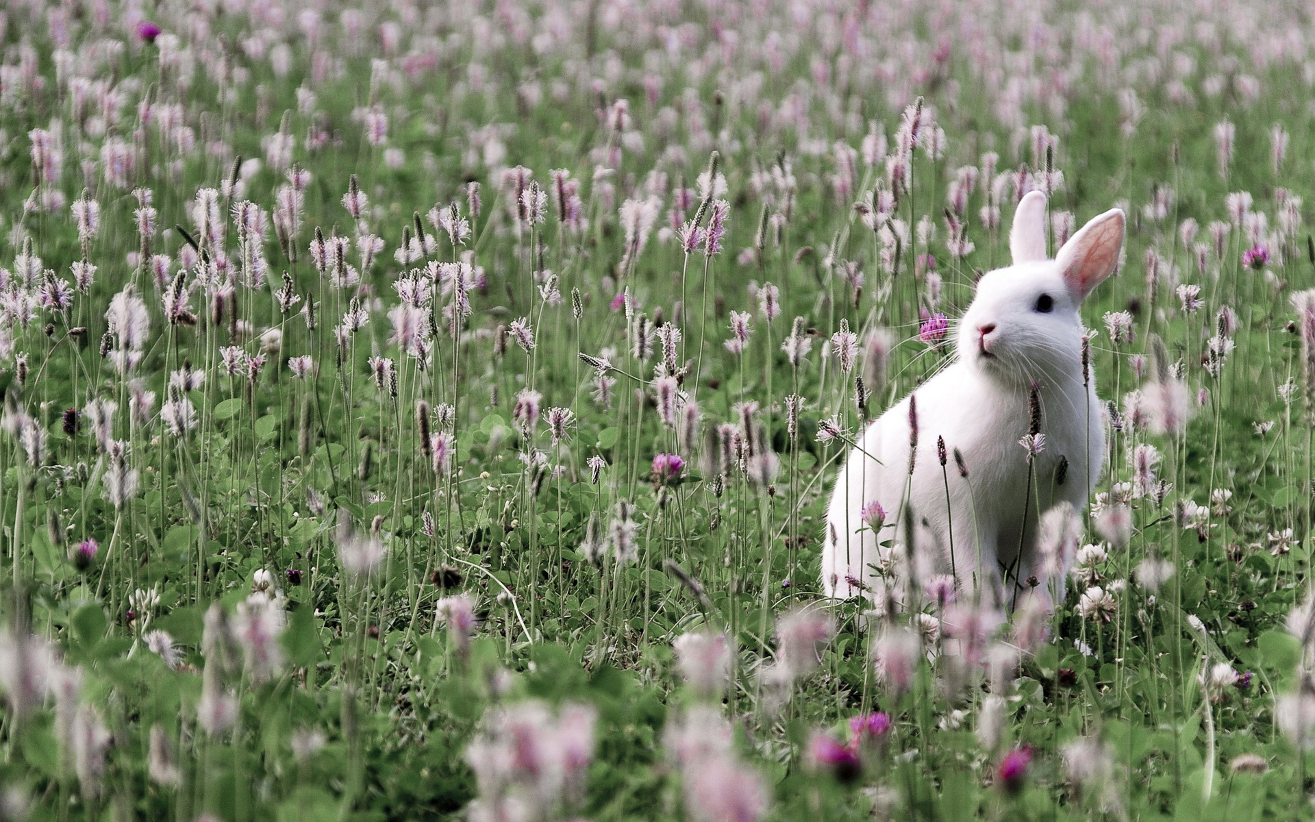 The White Rabbit X Animals Photography Miriadna