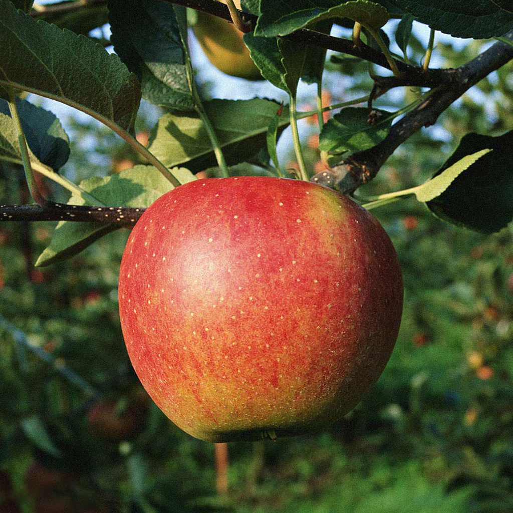 Apple Tree iPad Wallpaper Background HD