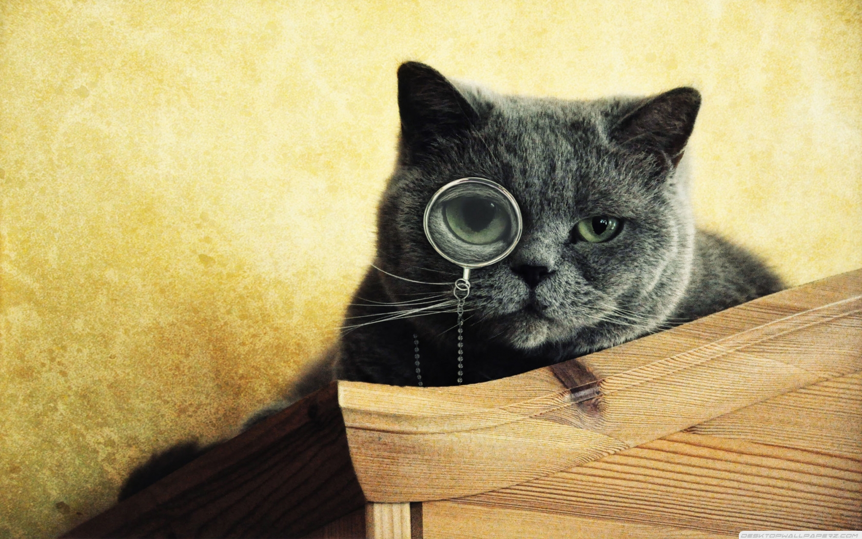 Magnifying Glass Eye Black Fury Hipster Cats Animals Monochrome