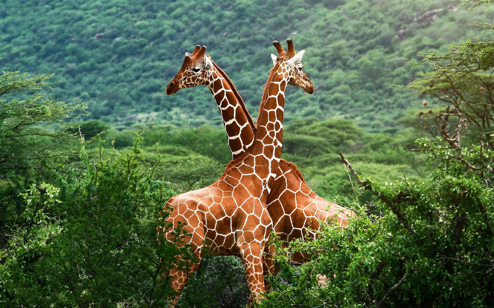 Desktop HD Wallpaper Met Twee Schitterende Giraffen