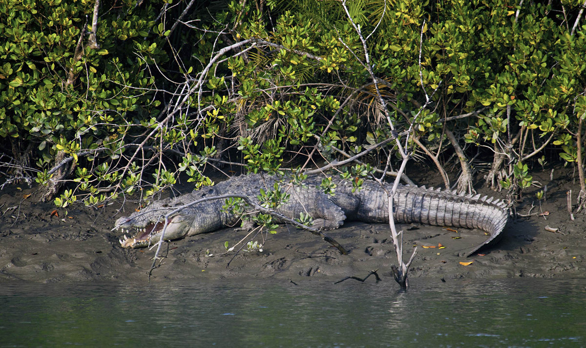 Sundarban Tourism