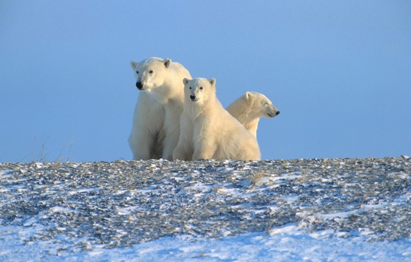Wallpaper Polar Bears Arctic North Animals