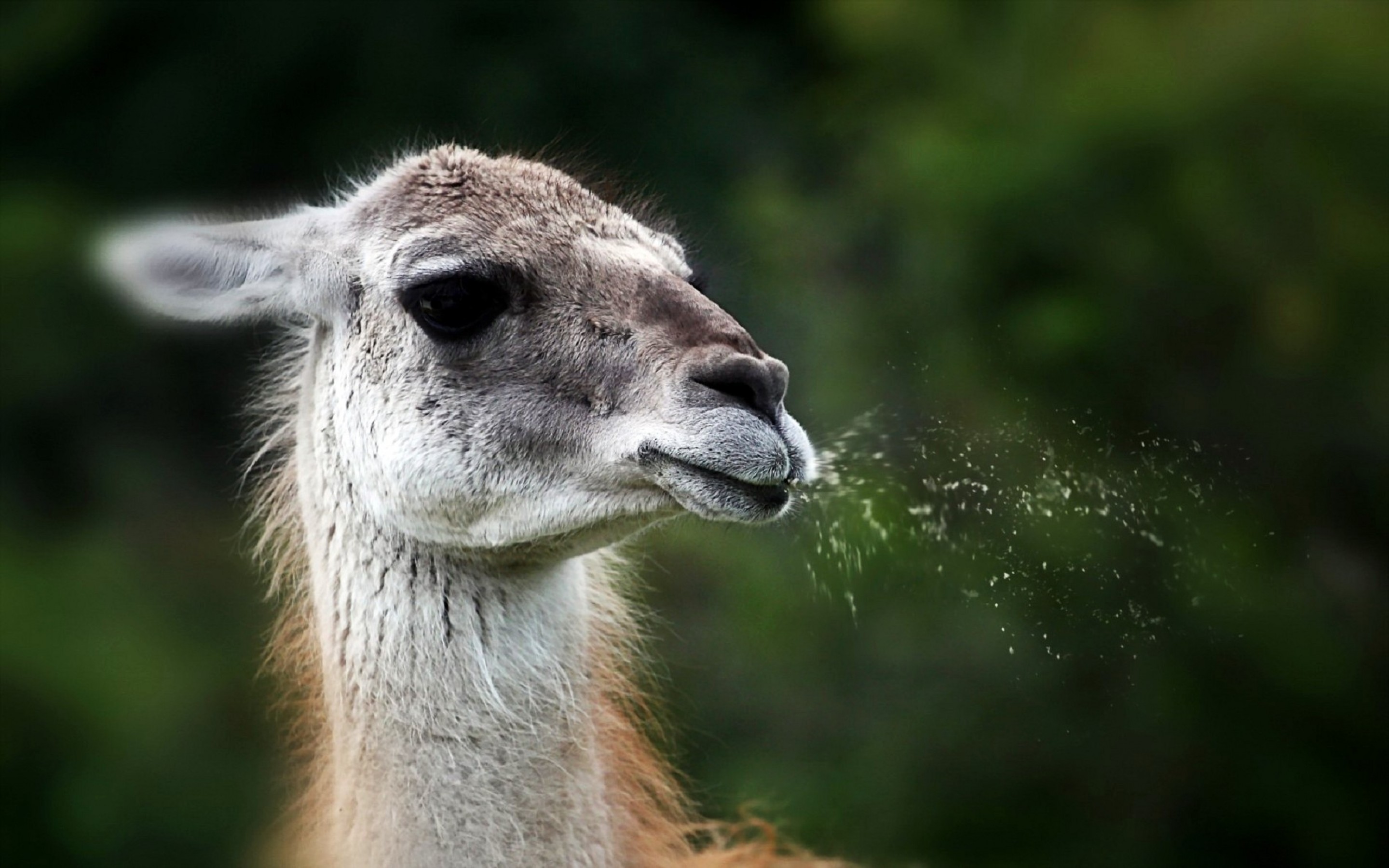 Lama Wallpaper Animal Hq Picture