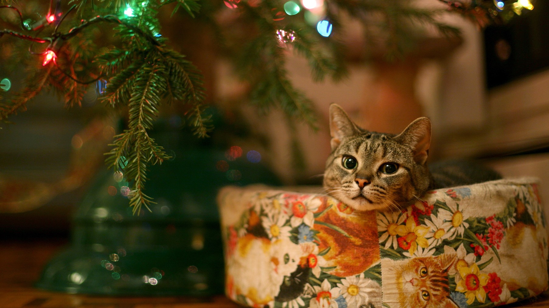 Cat Under Christmas Tree HD Wallpaper Kittens