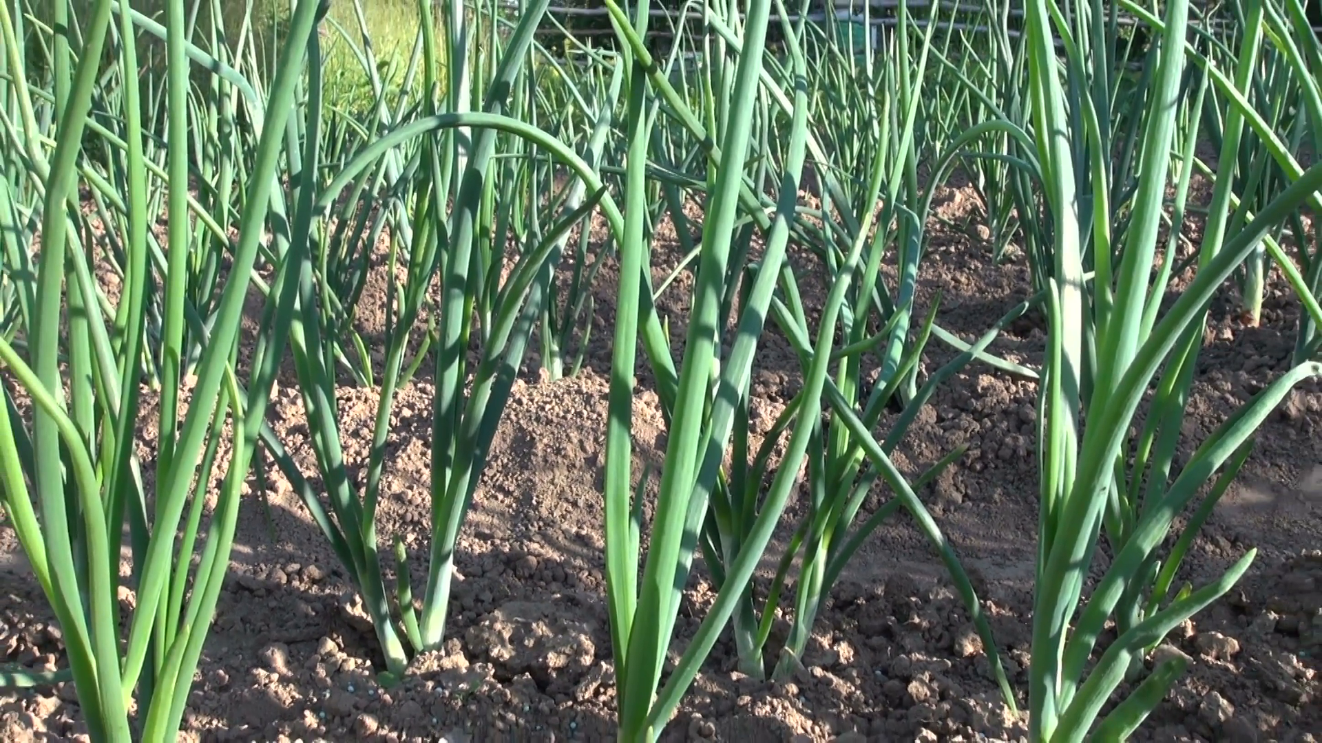 Fresh Onion Plantation In Farm Garden Stock Video Footage