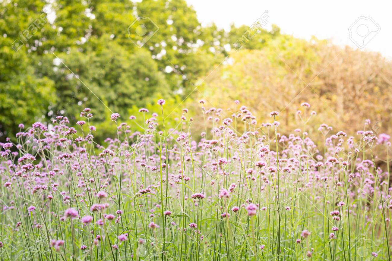 Free download Colorful Vervain Flowers Meadow Spring Nature Background ...