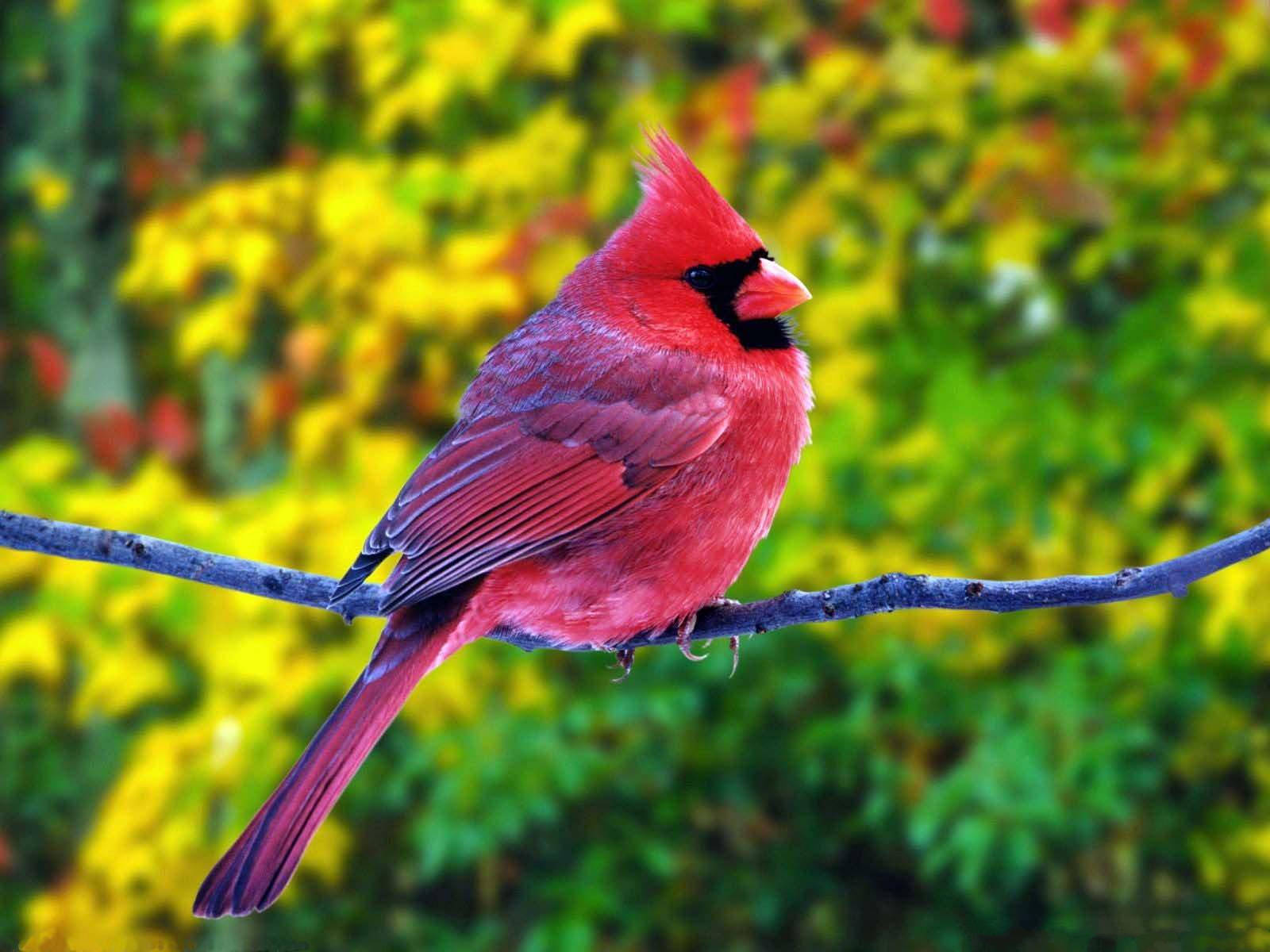 HD Birds Wallpaper
