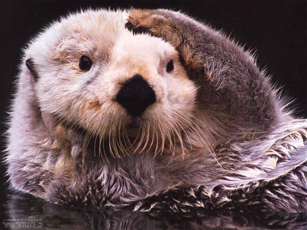Otter HD Wallpaper Pictures