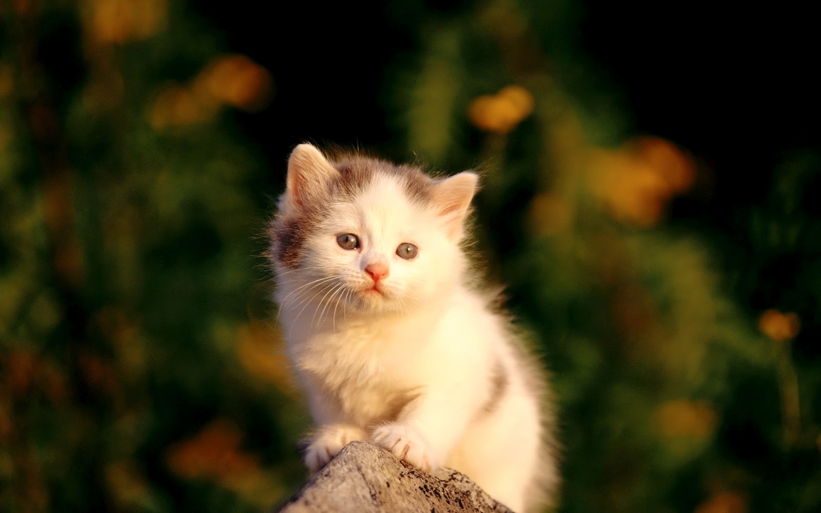 An adorable white kitten with gray markings sits perched on a rock, gazing curiously at the viewer against a blurred green background