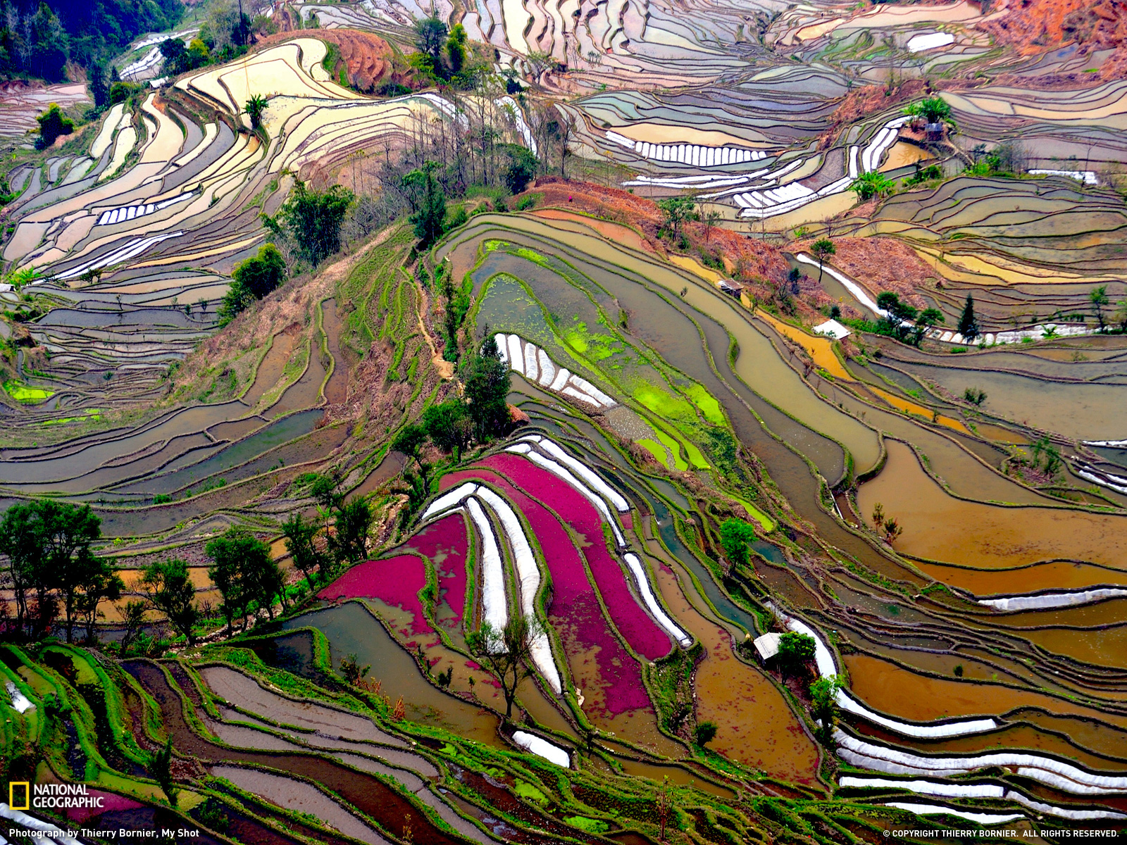 Terraced Rice Field Photo China Wallpaper National Geographic