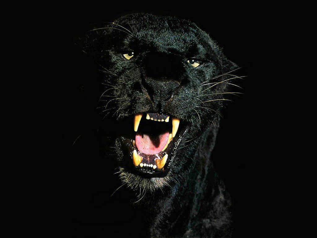 Dark Animals Wallpaper