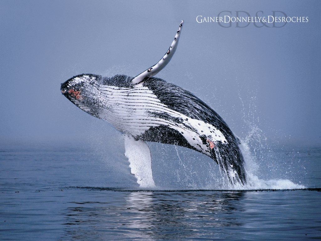 HD Wallpaper Humpback Whale Jumping X Kb Jpeg