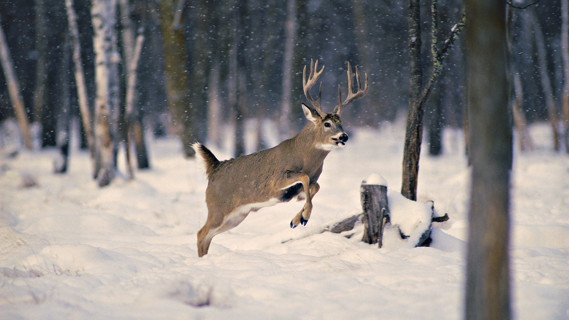 Wallpaper Snow Wood Winter Deer Horn Desktop Animals