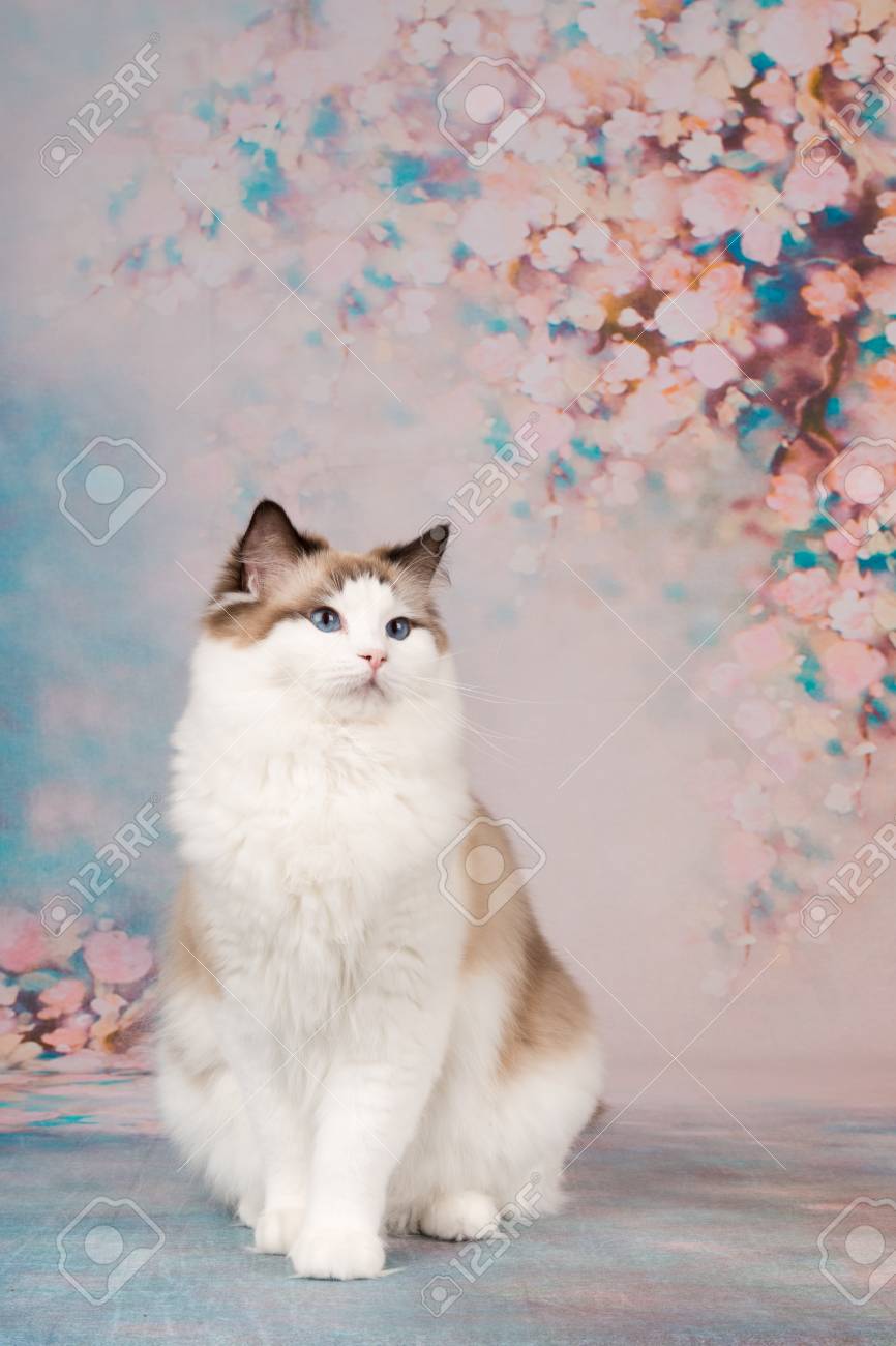 Free download Birman Turkish Angora Sphynx cat Kitten Ragdoll ragdoll ...