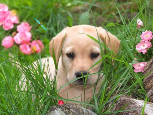 Cute Puppy Screensavers For Wallpaper Background Get