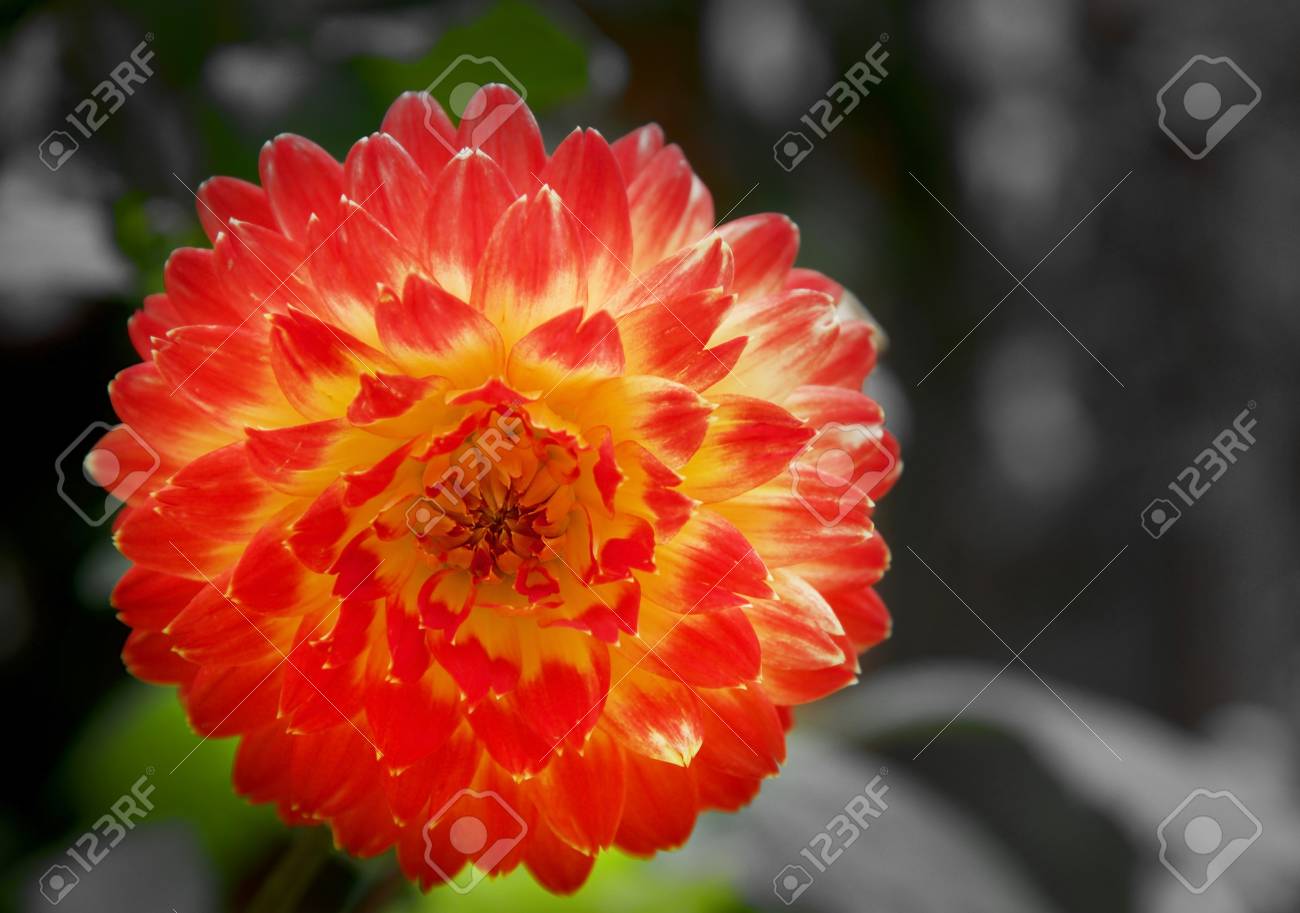 Flowers On Black Scene Active Wallpaper Stock Photo Picture And
