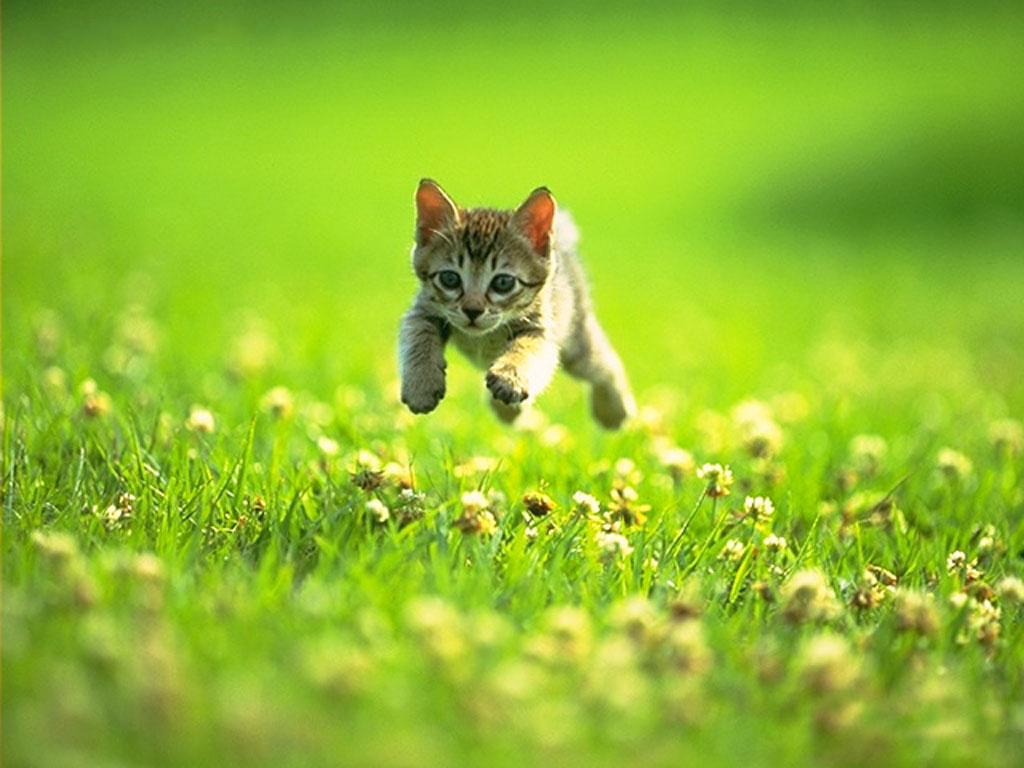 Cute Kitten HD Wallpaper Cat