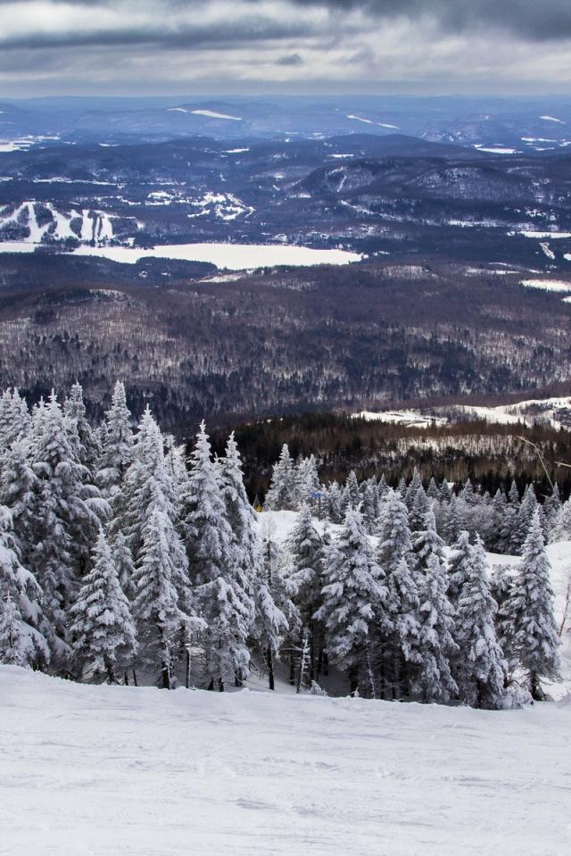 Nice Winter Forest Quebec iPhone Wallpaper