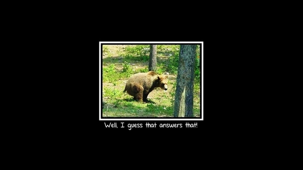 Funny Black Woods Bears Wallpaper