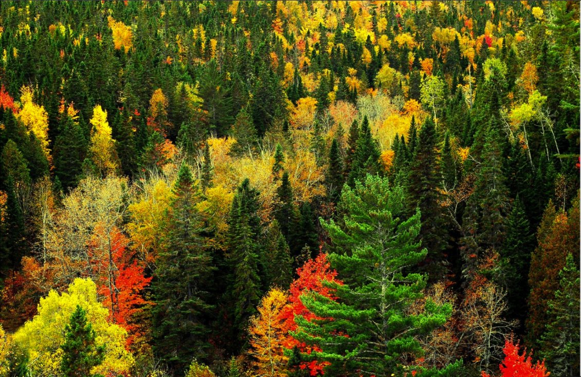 Green And Yellow Trees In The Forest Image High