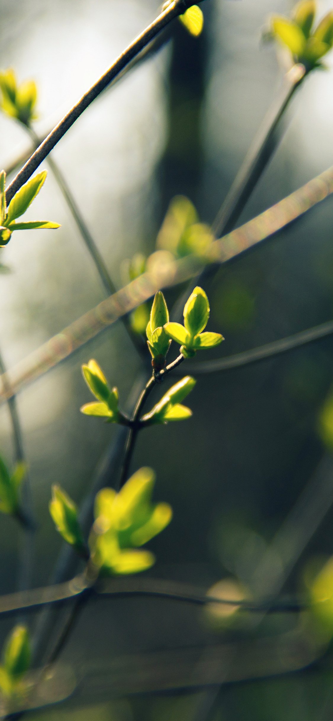 Tree Bokeh iPhone X Wallpaper