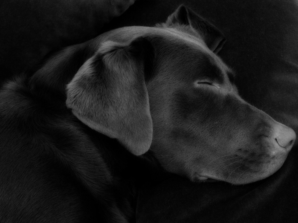 Source Url Kootation Labrador Puppies Black And White Html