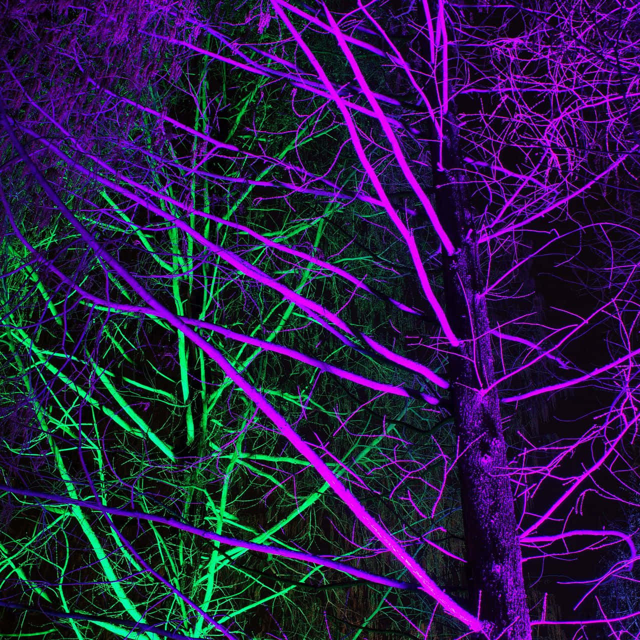 Neon Green And Purple Wallpaper