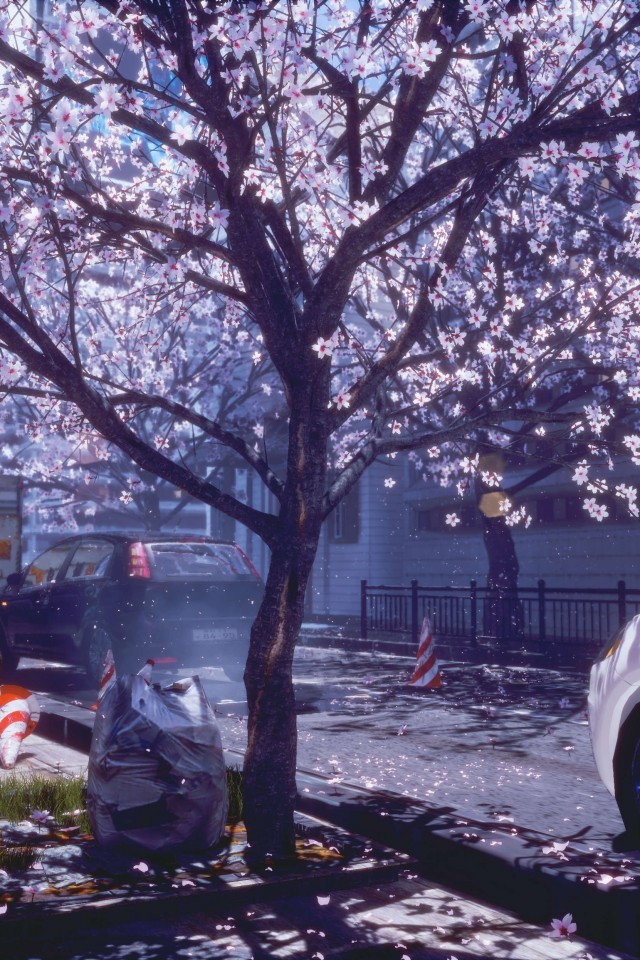 Anime City Spring Cherry Blossom Wallpaper For