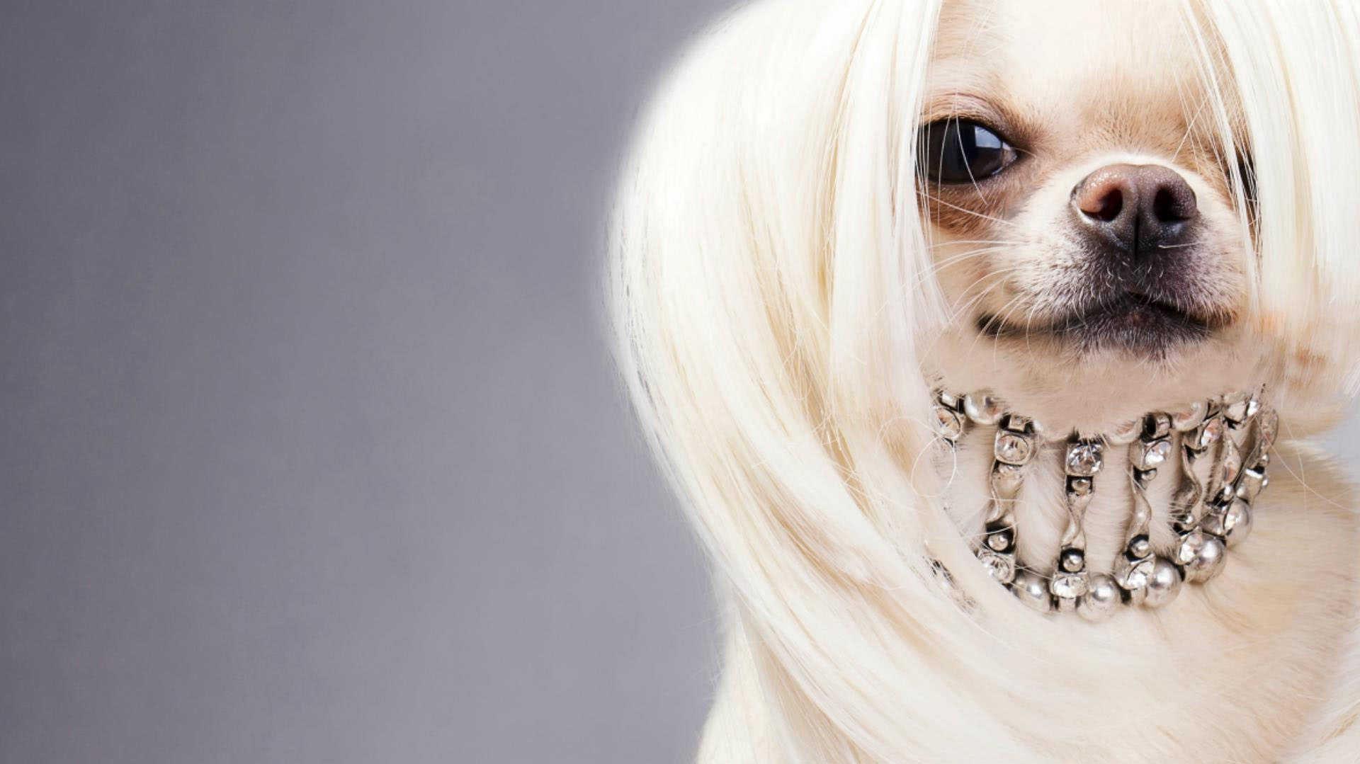 Free download Cute Emo Chinese Crested Puppies Wallpaper Upload at