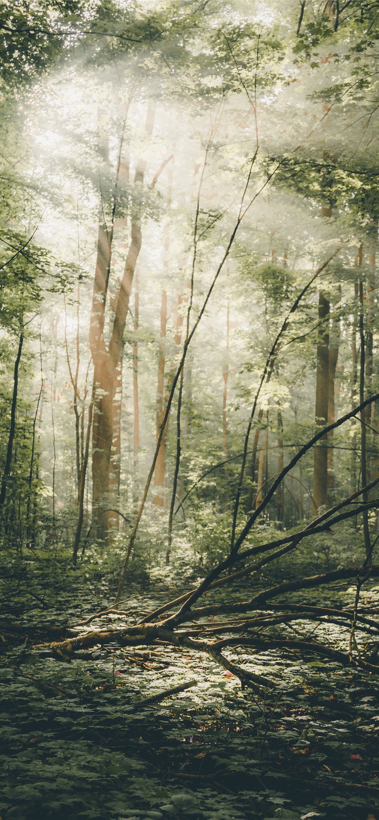 Forest Scenery iPhone Wallpaper