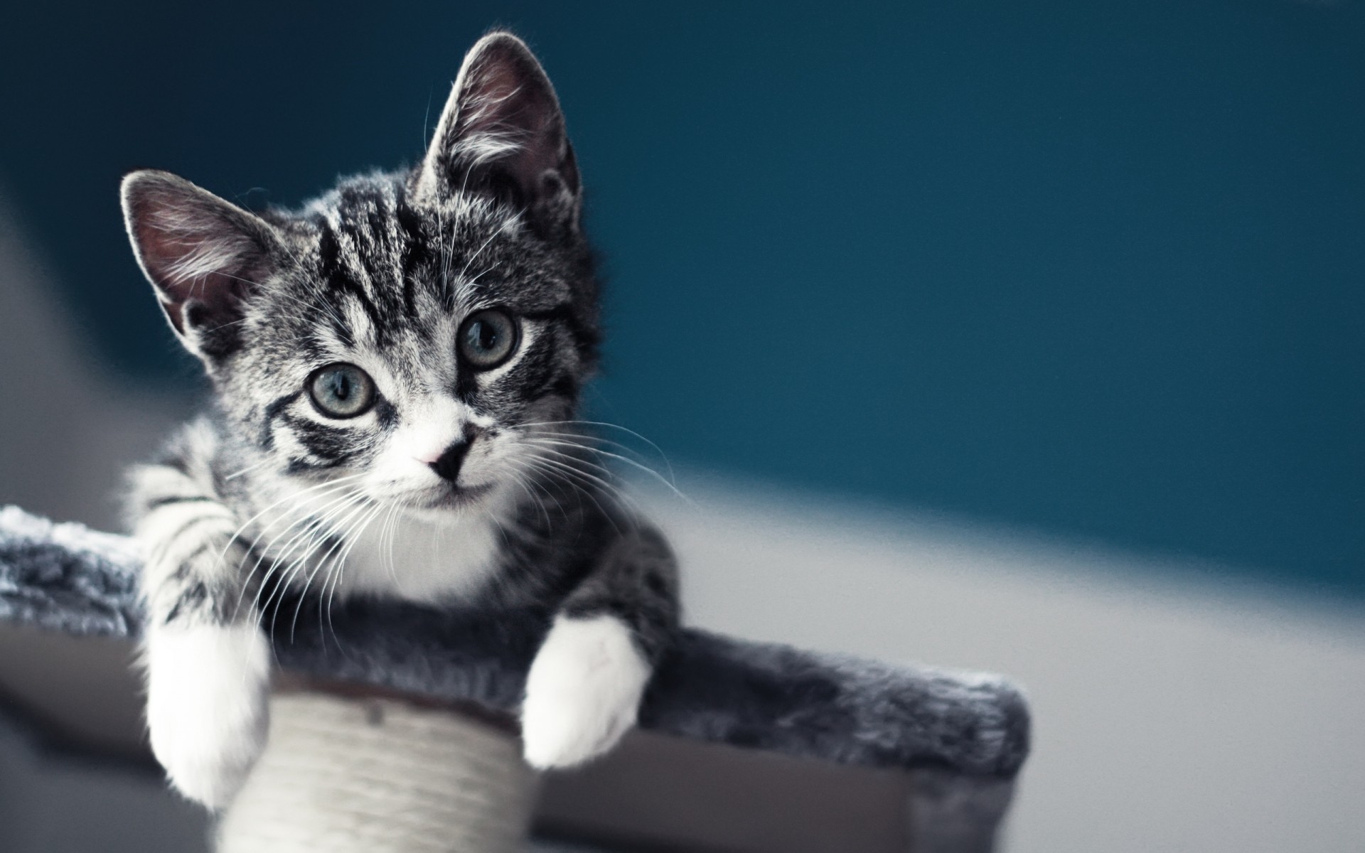 Cute Cat iPhone Wallpaper