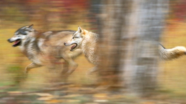 Wolves Wallpaper Running Desktop