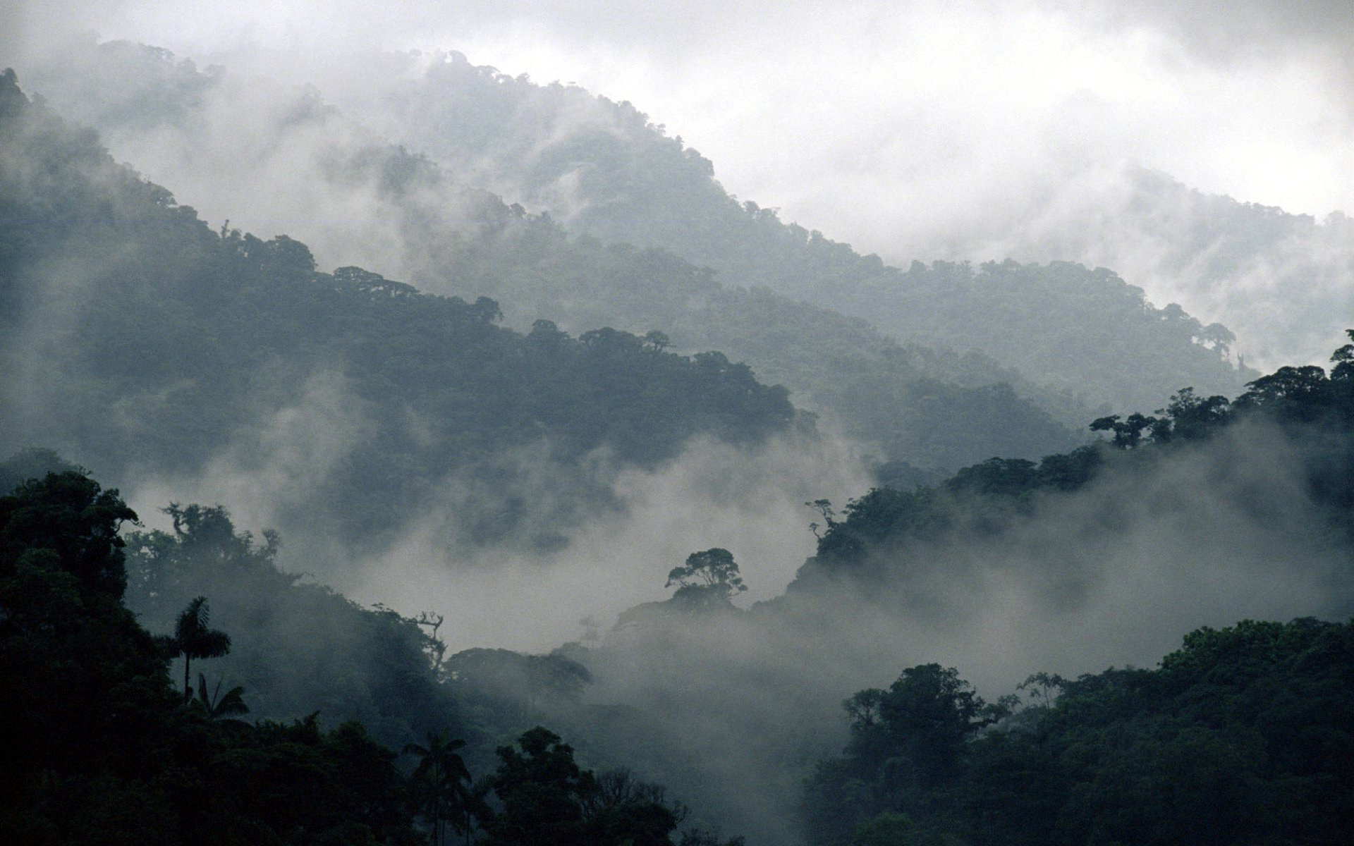 Misty Penas Blancas Valley Monteverde Cloud Forest Reserve Costa