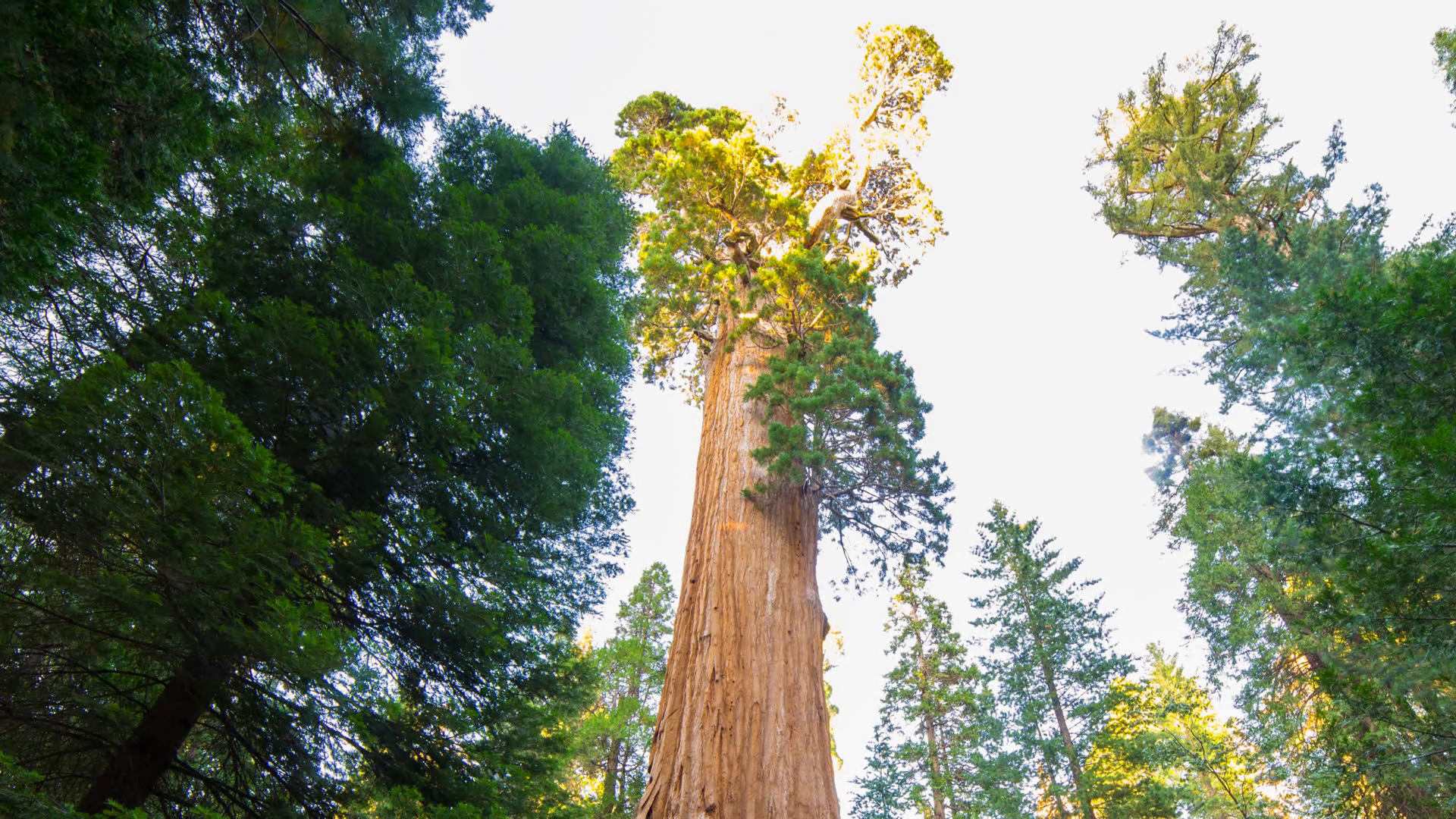 Timelapse Of General Grant Tree At Dusk In Sequoia National Park