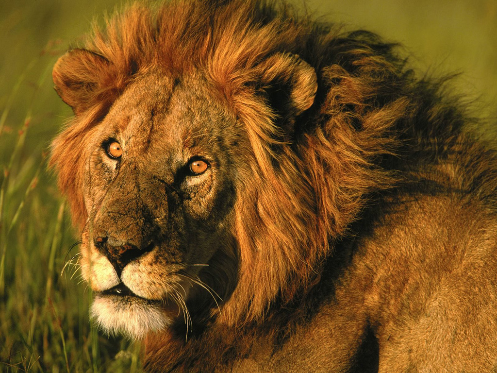 African Lion Puter Desktop Wallpaper Pictures Image