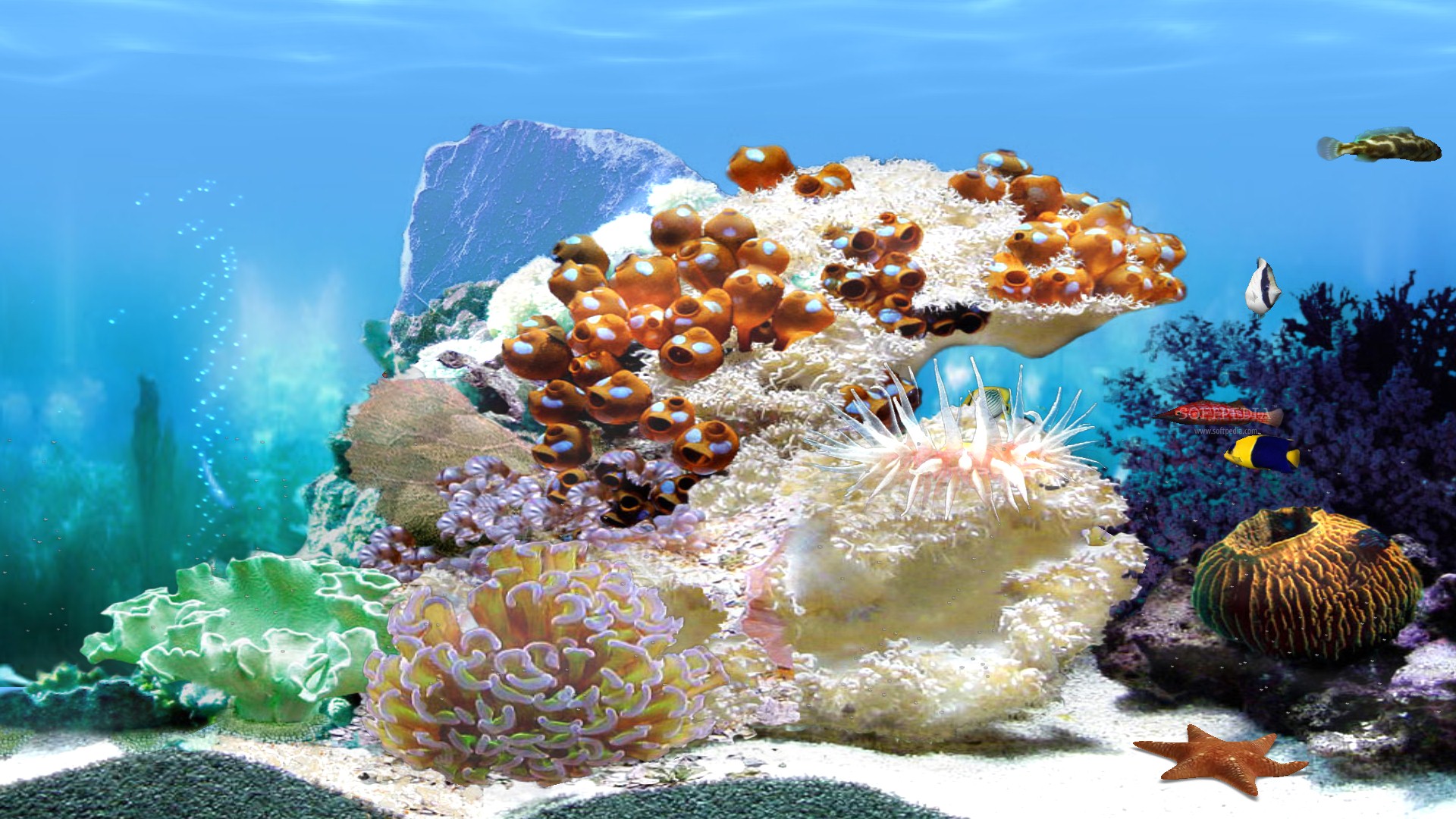 Free download Amazing 3D Aquarium With the help of this screensaver you
